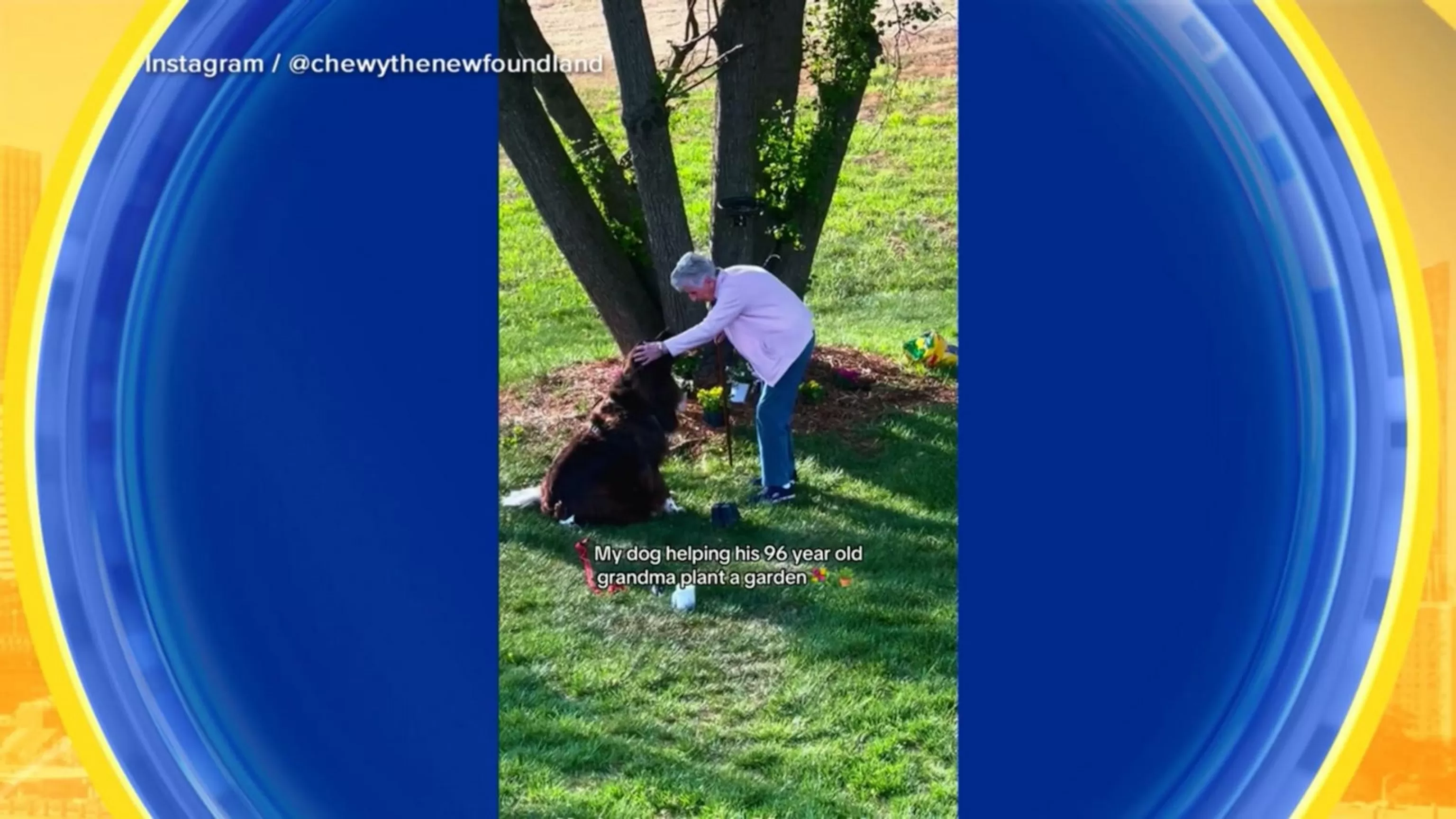 WATCH: Dog helps his grandma in the garden