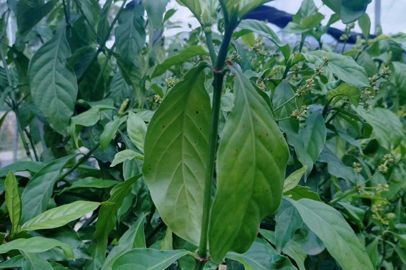Tobacco plant altered to produce five psychedelic drugs