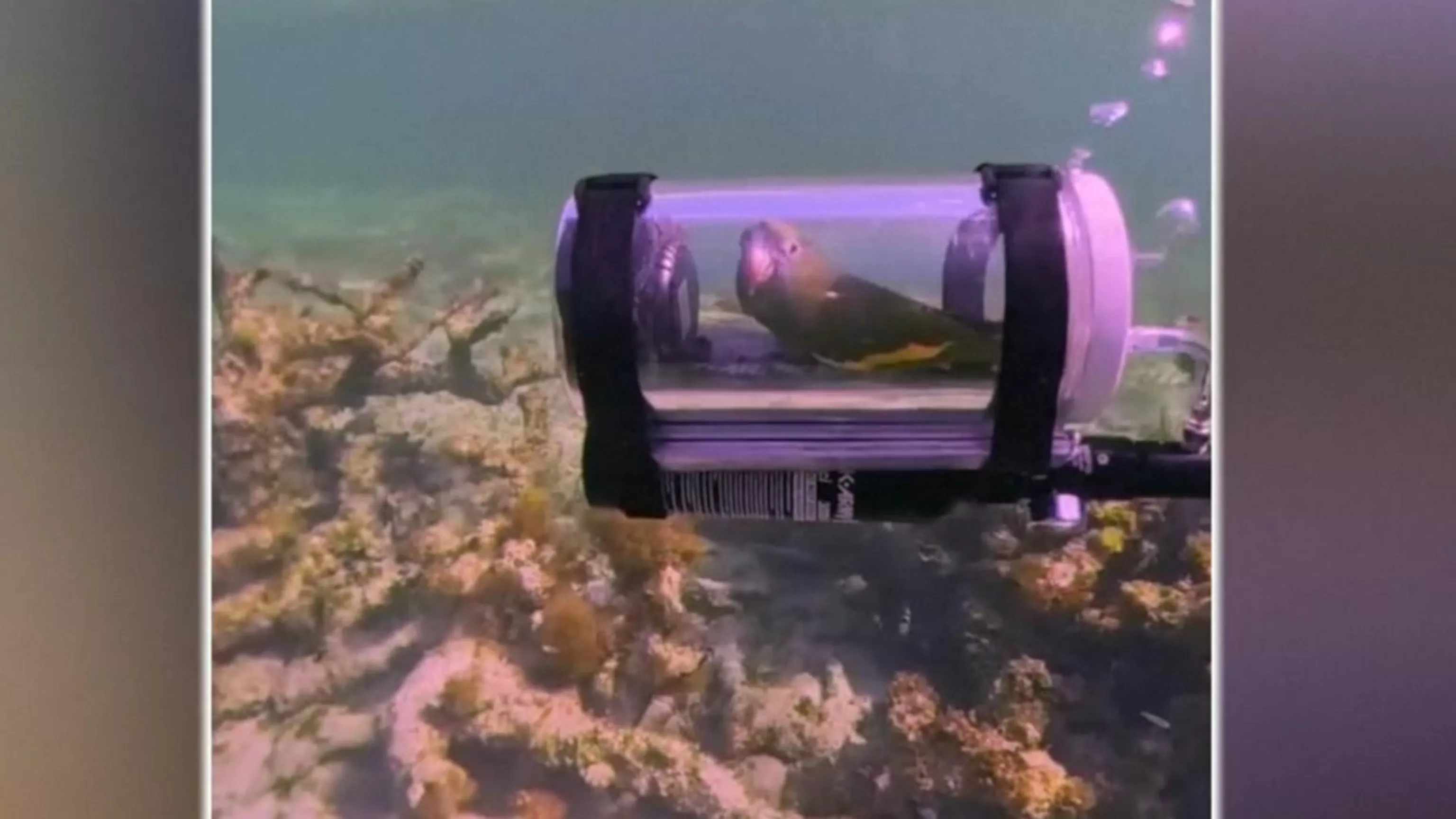 WATCH: Parrot explores the ocean in DIY submarine