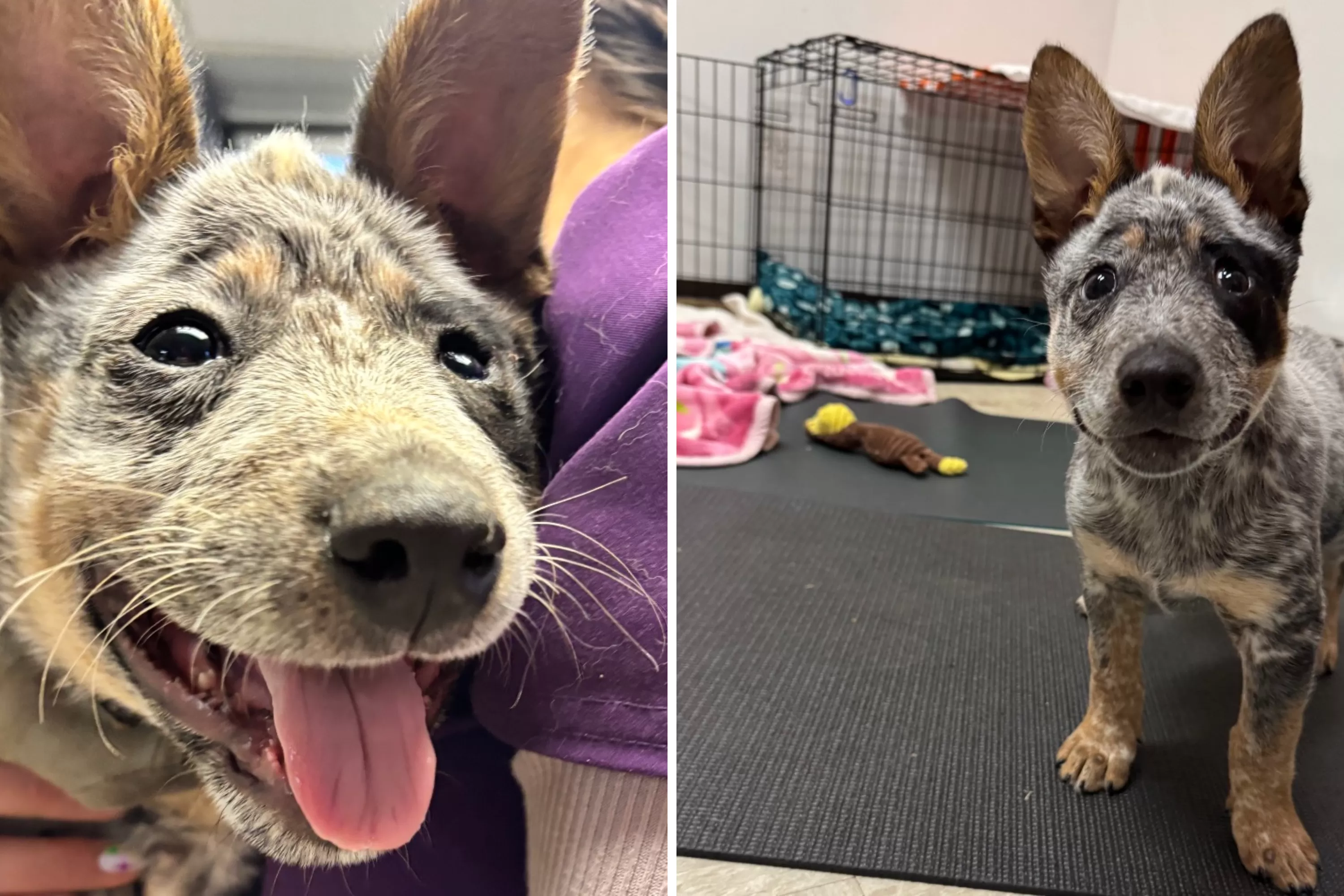 Internet Can't Cope With Face of 'Wobbly' Shelter Dog Who Won't Give Up
