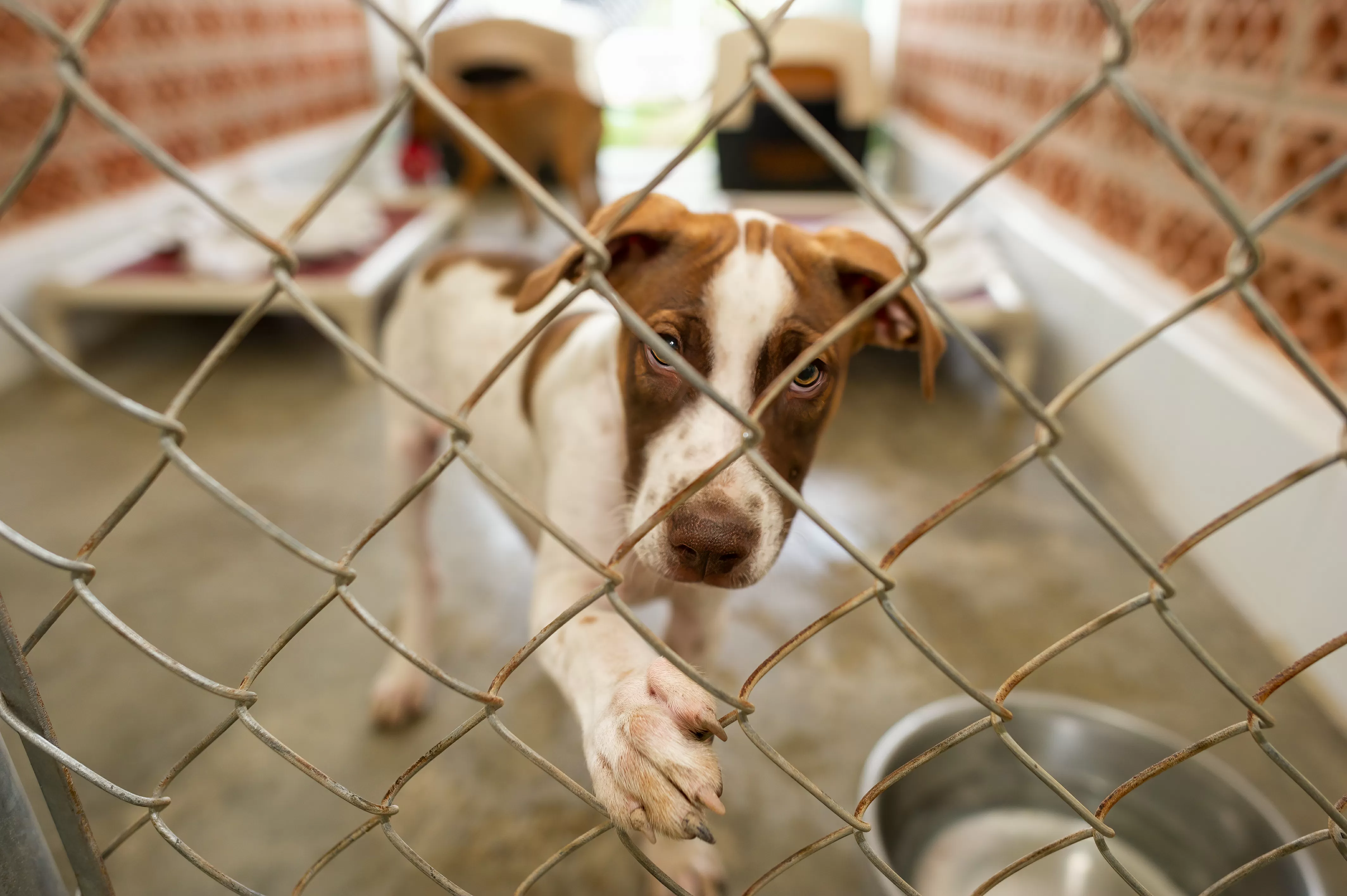 Tears as Shelter Worker Comforts Dog Who 'Begs' for Family To Change Mind